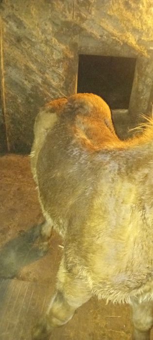 Mânz de 5 luni de vânzare