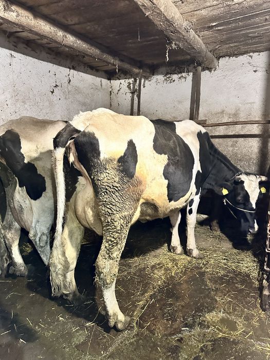 Vând juninca de Holstein friza