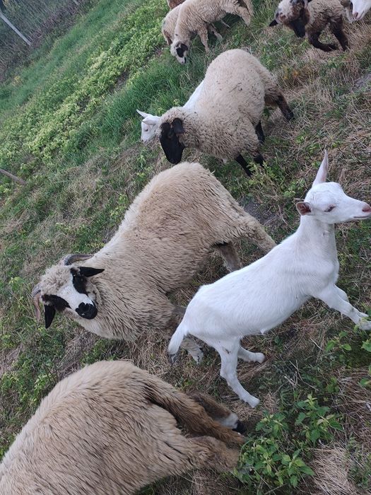 3 berbecuți din oi mari de vânzare
