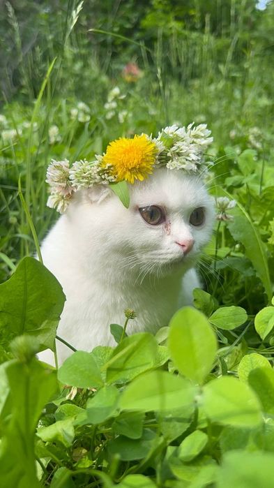 Шотландский вислоухий котик (Скоттиш-фолд), 8 месяцев. С документами