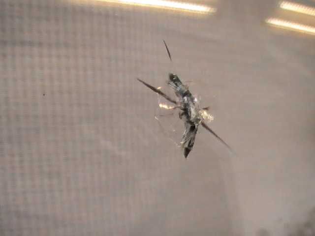 Лепене на ударени от камък и спукани автостъкла