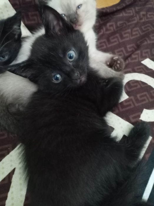 Отдам котят даром