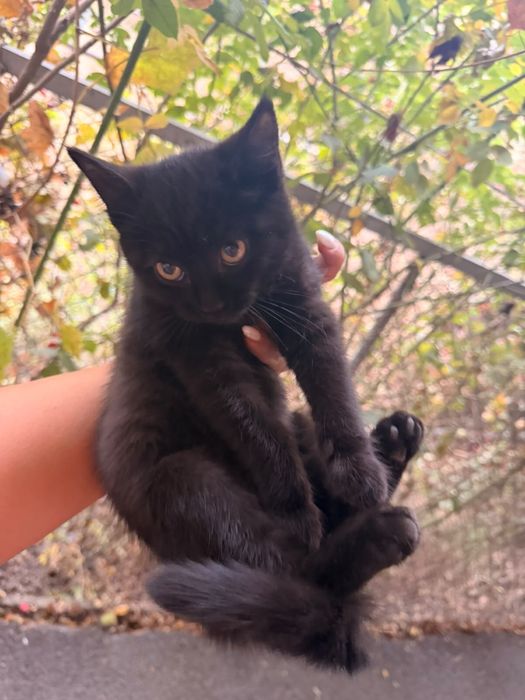 котята, не породистые