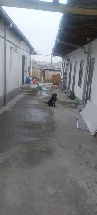 Дом в Тойтепе Центр 8 соток 8 комнат