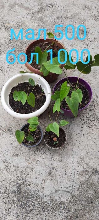 Продам комнатные цветы