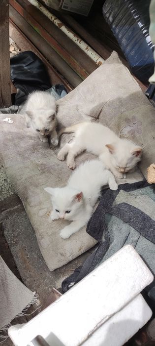 Котята  белые пушистые