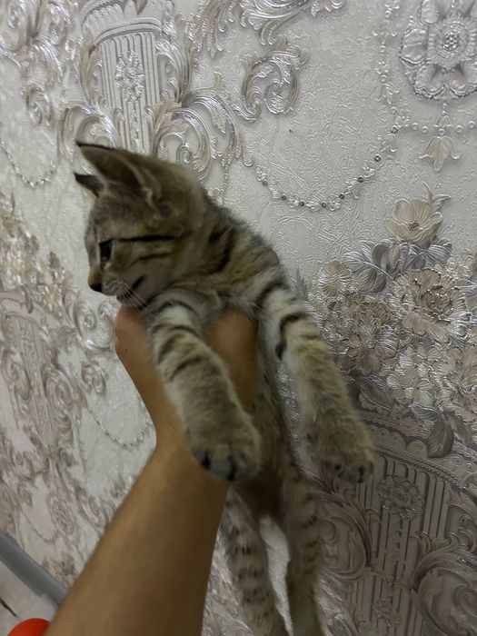 Катенок мужчинаа