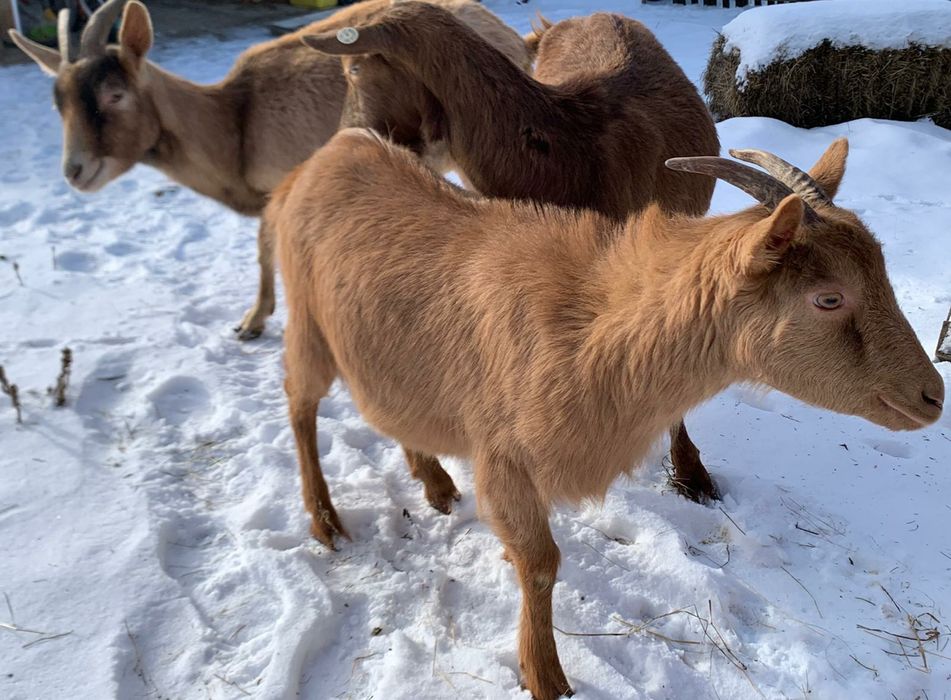 Vând capre frumoase!