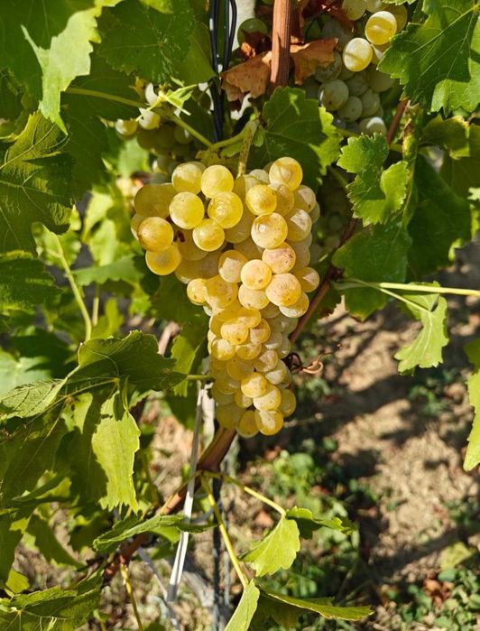 Struguri pentru vin Muscat Ottonel