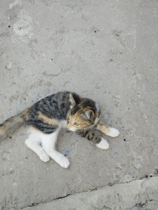 котенек ищет дом