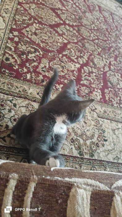 Котёнок мальчик 3 месяцев