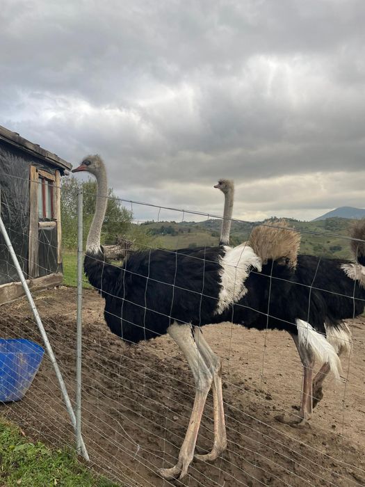 Struți in vârstă de 2 ani