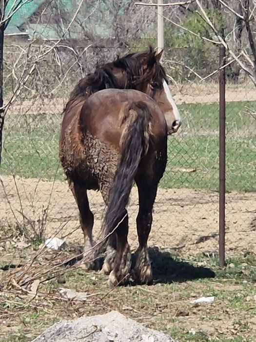 Бие кобыла тяжеловоз