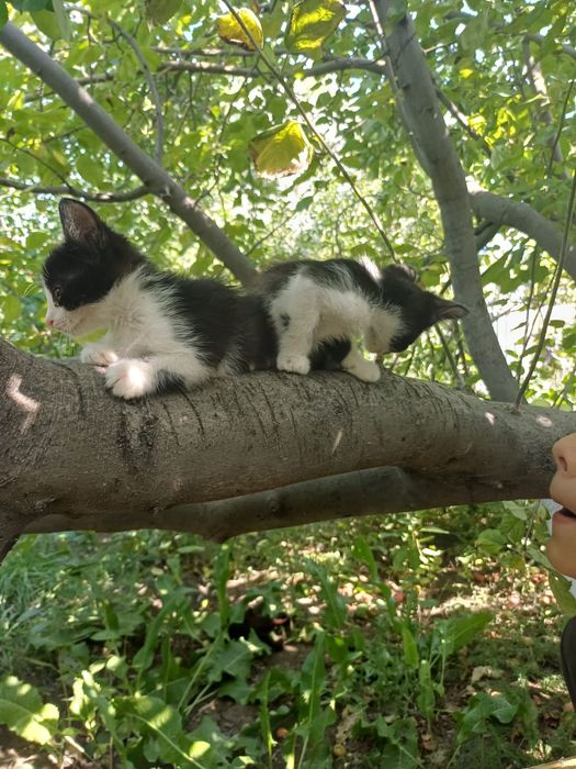 Домашние котята ^^