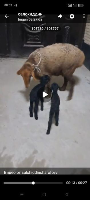 Эккиз она бола куй