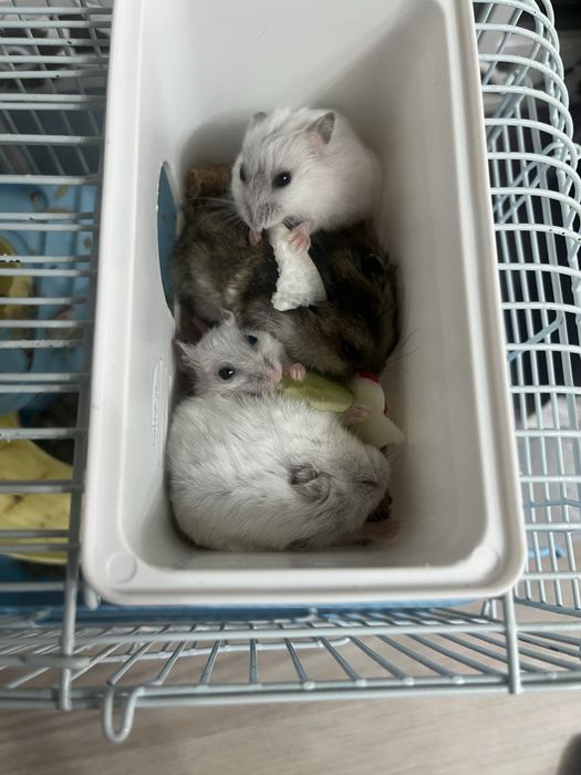 Хомяки джунгарские