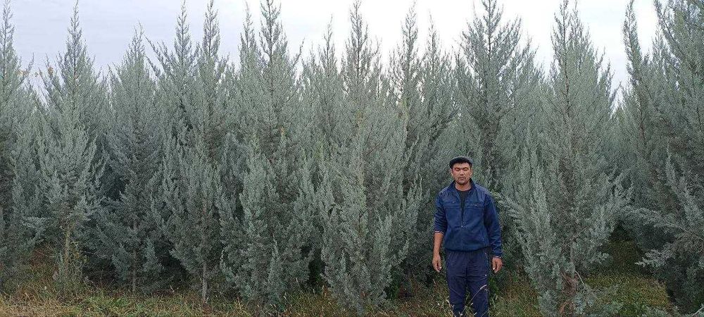АРЧА (Arizonica cypress) (Gold Rider) (THuja Smaragd)