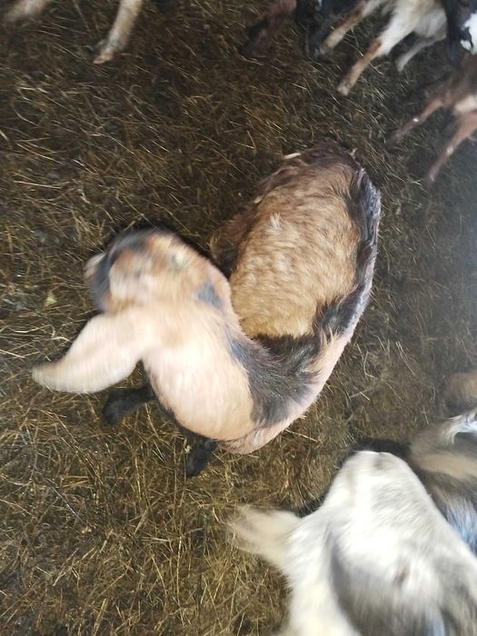 De vânzare 3 tapi și doua iedute