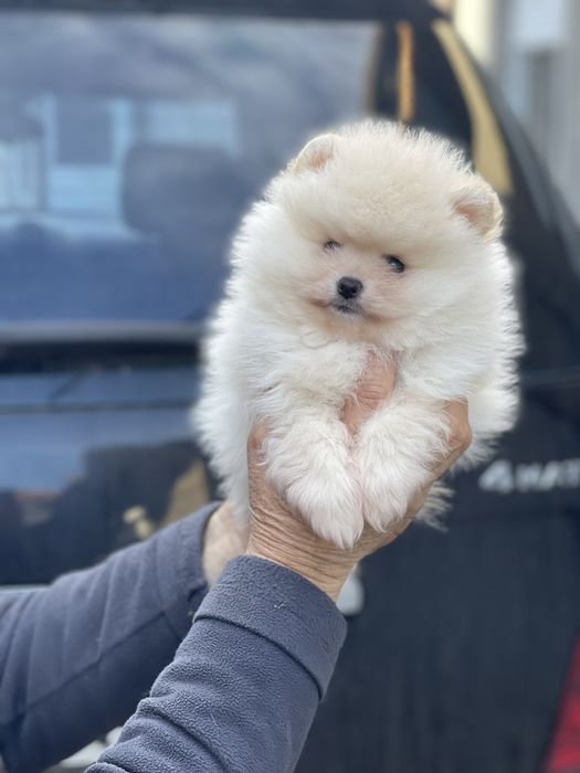 Померан мини