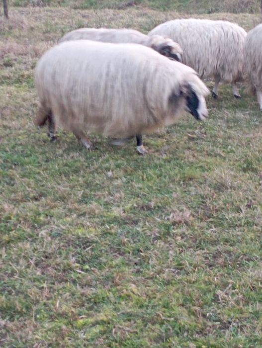 Oi bune și tinere de vanzare