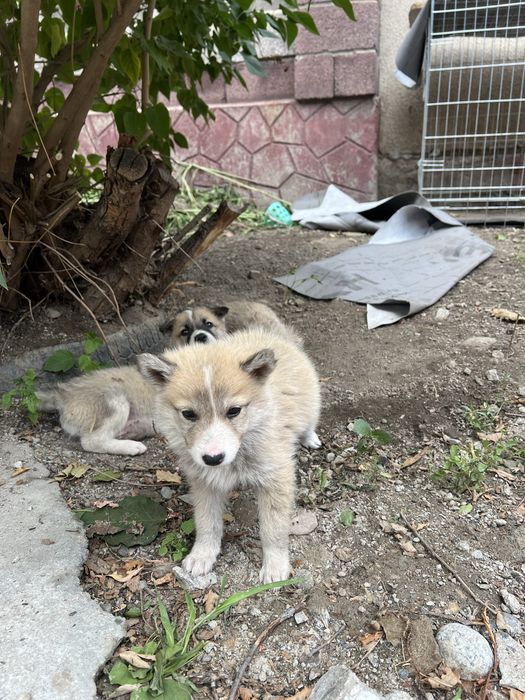 Продам щенят чистокровной лайки