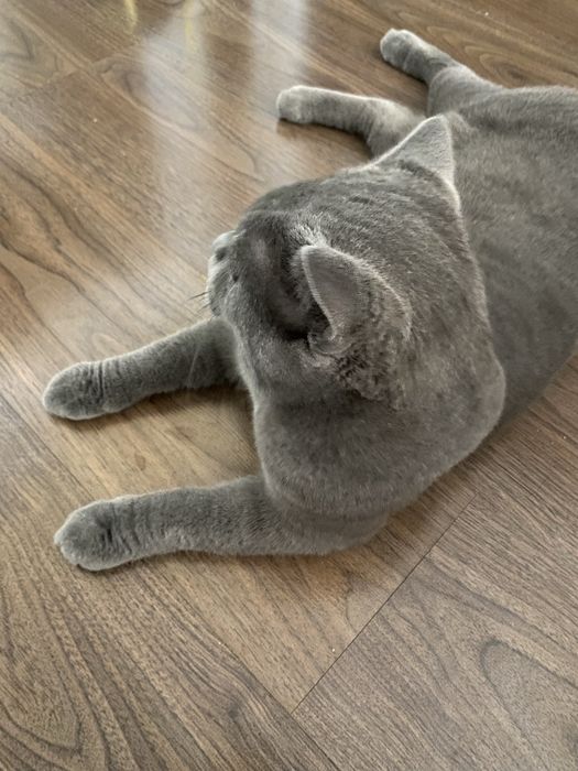 Вязка кошак, мушук чатиштириш