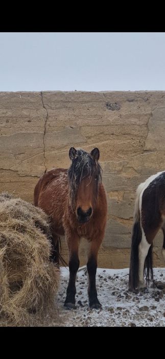 Продам жеребцов количество 8 голов