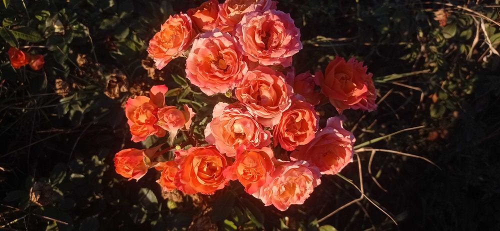 Atrgul koʻchatlari bor 75 xil