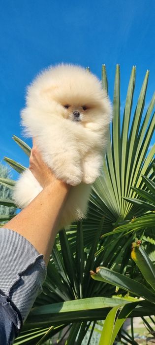 Померан померанче