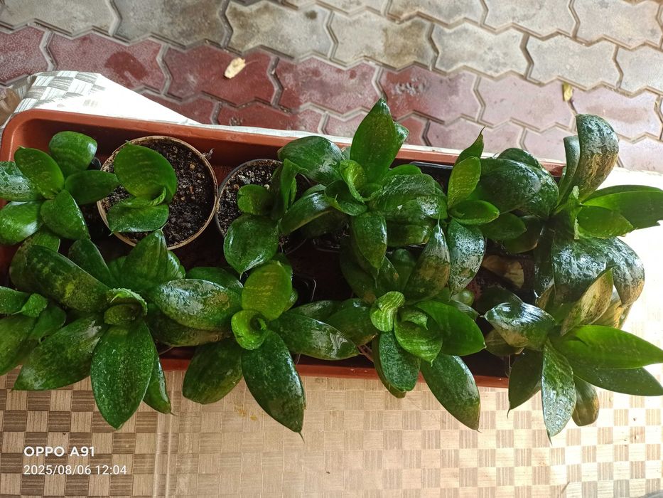 Сансевиерия(Сансевьера)