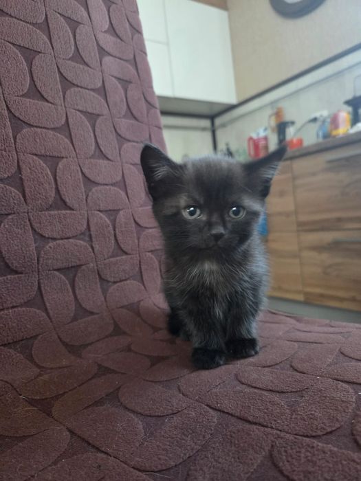 Продам умных, ласковых котят