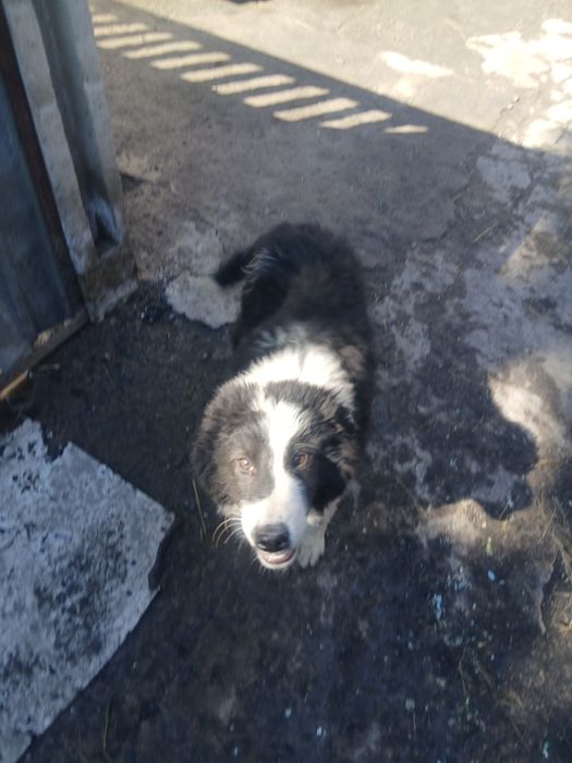 Щенки  мальчики  в добрые ручки