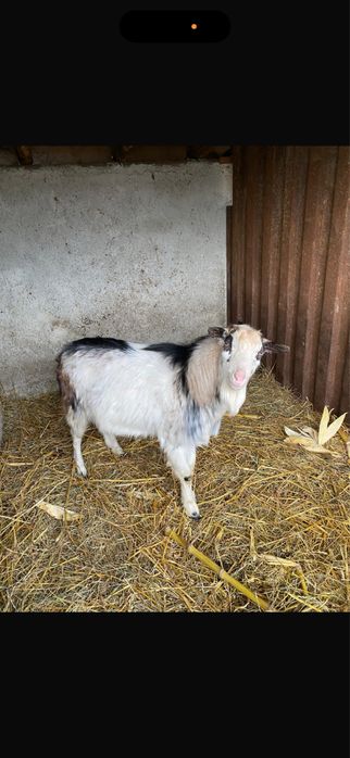 Vând o caprița si un țap tineri