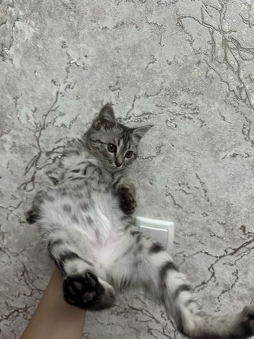 Продается Кошка Серебристый тигровый табби