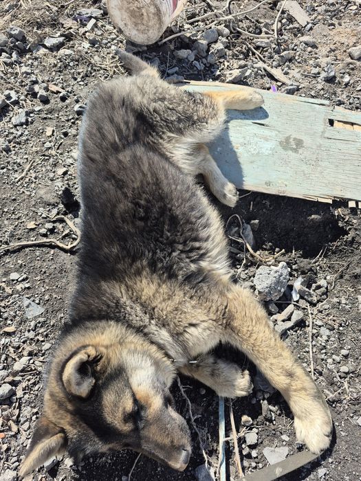 Собака 5 месяц..