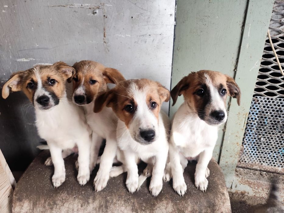 Щенки в добрые руки