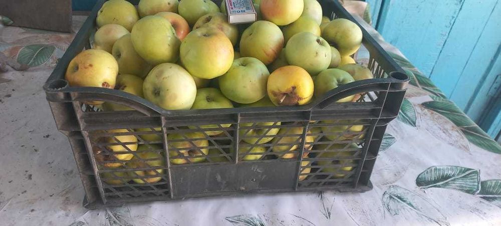 Продам вкусные домашние яблоки