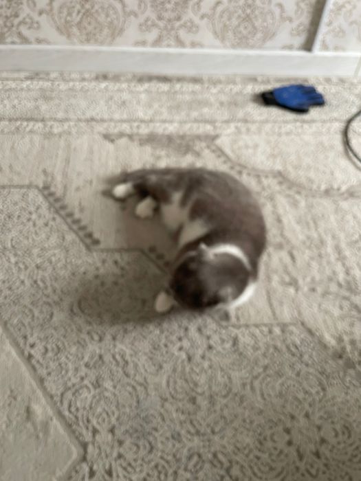 Продам iPhone 12 Pro айфон 12 про