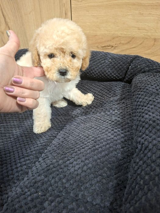 Cavapoo  / Ми ни