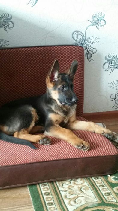 Вязка немецкая овчарка