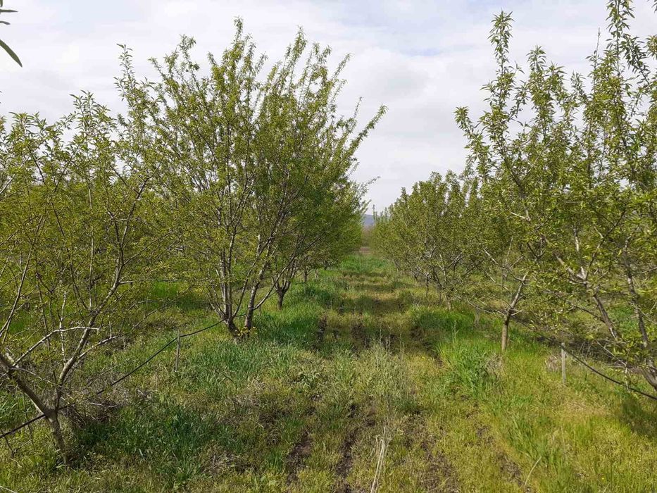 Продава се Земеделски имот в с. Слънчево, Област Варна -  кв.м за 3000 €/дка - Снимка #2