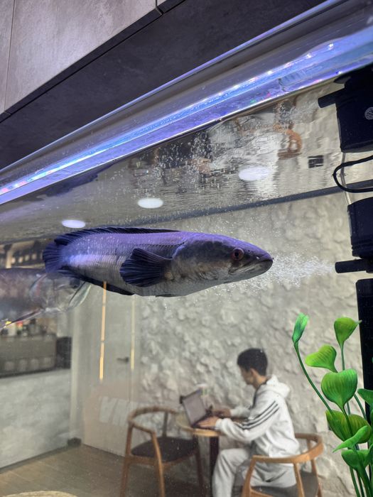 Балыктар сатылады скидкамен