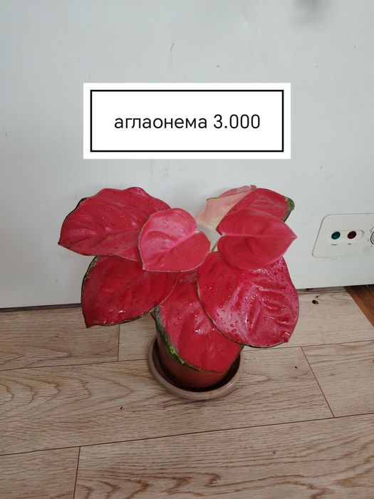 Продаются домашние цветы