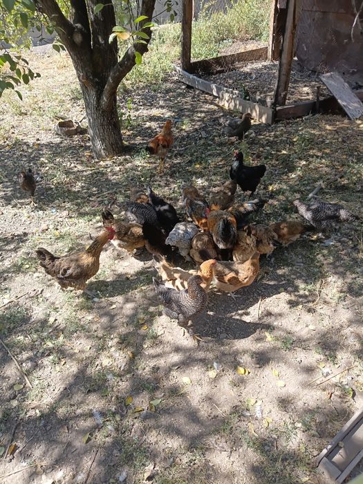 Продам домашних кур