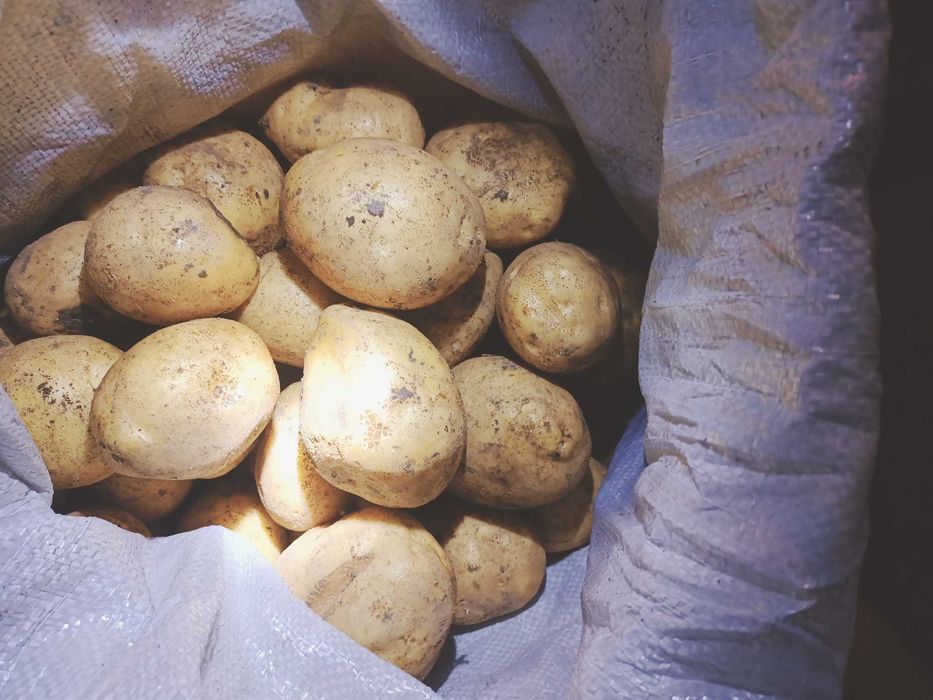 Домашний картофель