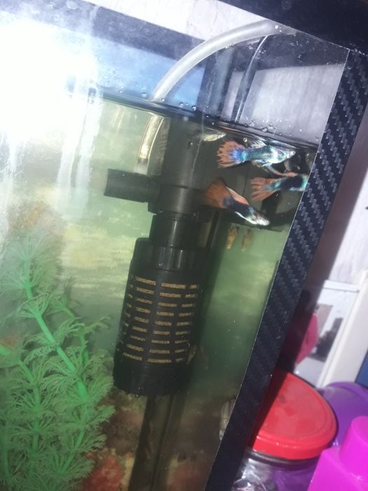 продам  рыбок  не дорого   гупи