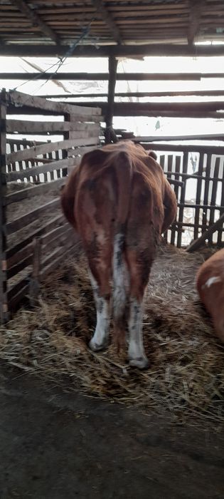 Vacă bălțată romînească  fătată, a treia oară.