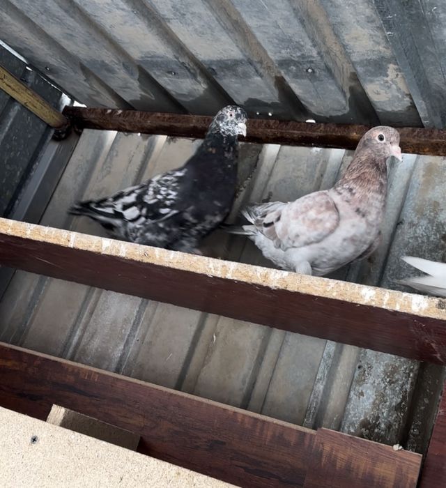 Голуби бакинцы самка самец мрамор чилкар