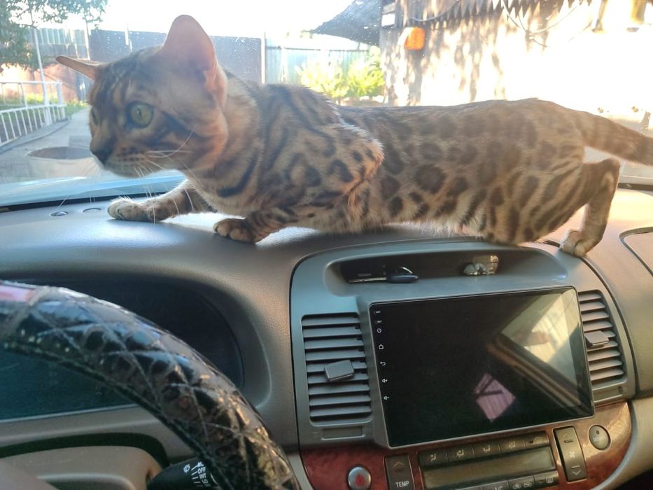 Бенгальские котята