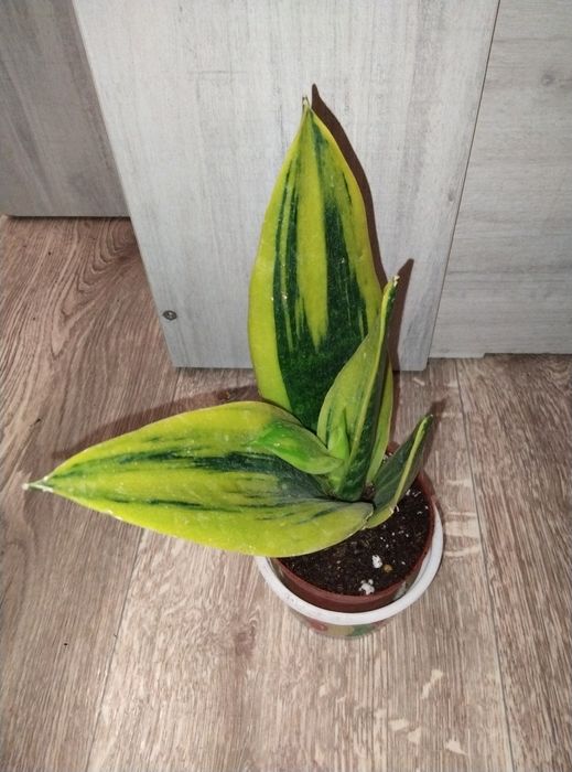 Комнатные растения продажа